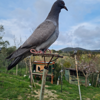 Piccioni,aste,attrezzature per caccia Colombaccio