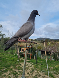 Piccioni,aste,attrezzature per caccia Colombaccio