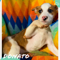 Donato: cucciolo dolce e vivace