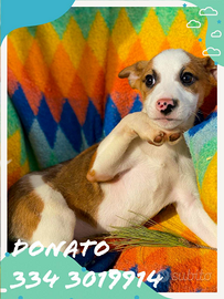 Donato: cucciolo dolce e vivace