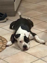 Amstaff maschio accoppiamento