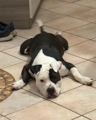 Amstaff maschio accoppiamento
