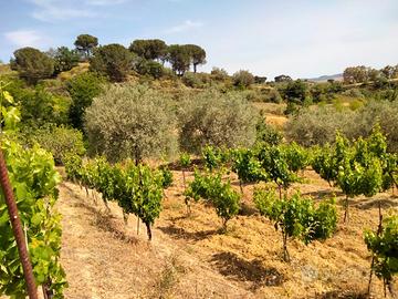 Terreno agricolo