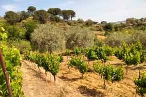 Terreno agricolo