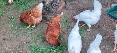 Galline ovaiole