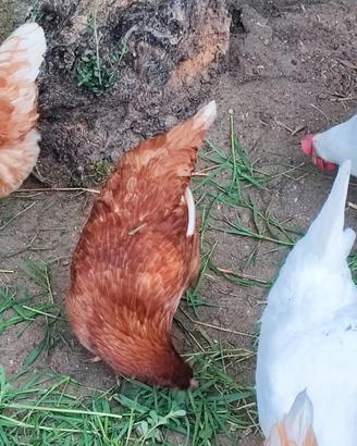 Galline ovaiole
