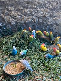 Inseparabili roseicollins