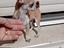 Immagine 5