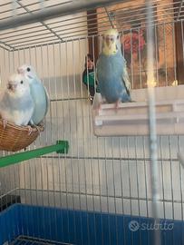 Pulì di cocorite e inseparabili