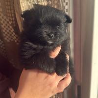 Spitz di Pomerania Nero