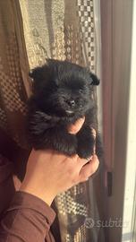 Spitz di Pomerania Nero