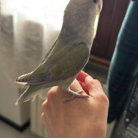 Inseparabile allevato a mano