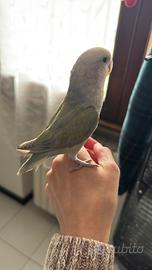 Inseparabile allevato a mano