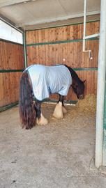 Cavallo gypsy vanner