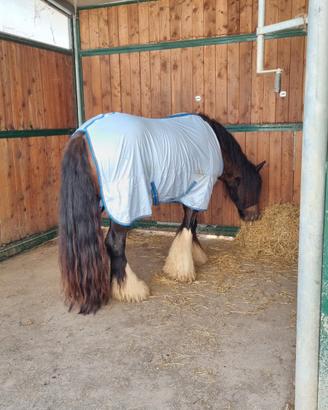 Cavallo gypsy vanner