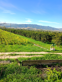 Terreno agricolo Ctr Giannina