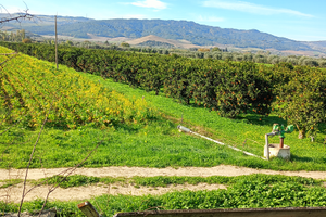 Terreno agricolo Ctr Giannina