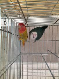 coppia inseparabili 