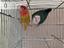 Immagine 1