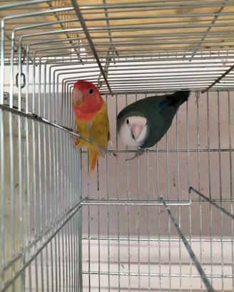 coppia inseparabili 