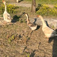 Oche bianche o cignoide