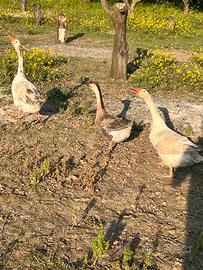 Oche bianche o cignoide