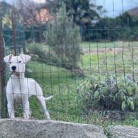 Cucciolo maschio dogo argentino