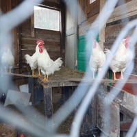 Vendi galli livornese a Torino