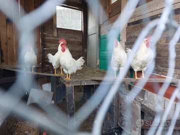 Vendi galli livornese a Torino