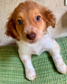 Cavamalt maltese cavalier King spaniel