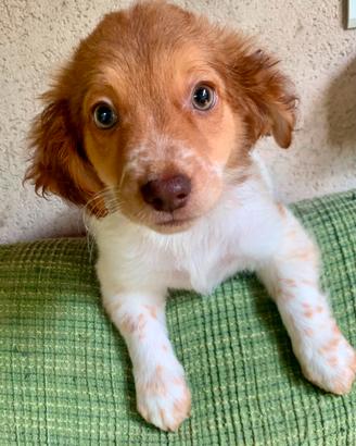 Cavamalt maltese cavalier King spaniel