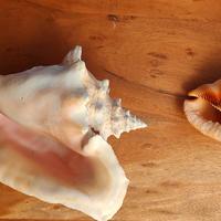 grandi conchiglie naturali da Santo Domingo
