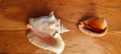 grandi conchiglie naturali da Santo Domingo