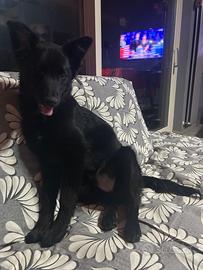 Meravigliosa Border Collie di 7 mesi