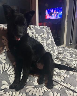 Meravigliosa Border Collie di 7 mesi