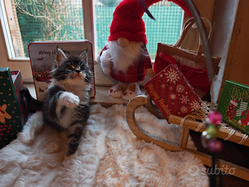 Cuccioli di Maine Coon