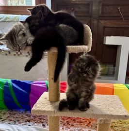 Cucciolo Scottish fold longhair
