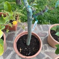 Piante agrumi