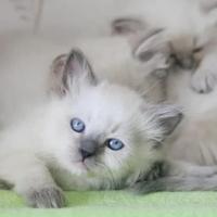 Cuccioli gatto siberiano da allevamento