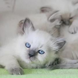 Cuccioli gatto siberiano da allevamento