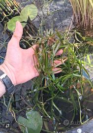 Vallisneria nana acquatica ossigenante