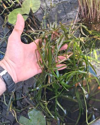 Vallisneria nana acquatica ossigenante