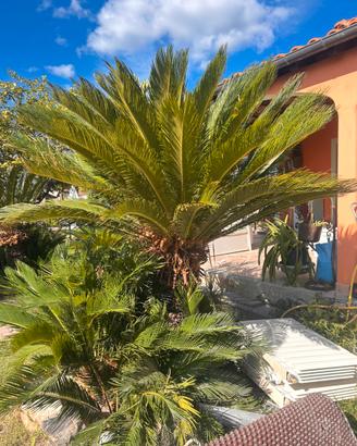 Cycas Revoluta