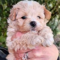 Maltipoo