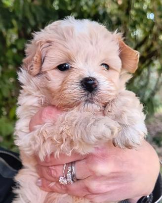 Maltipoo