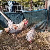 Galline e galli Legbar