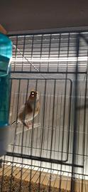 Cardellina Mayor Ancestrale