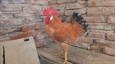 Gallo di bionda di Villanova