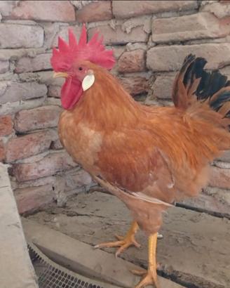 Gallo di bionda di Villanova