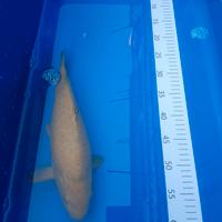 Carpe Koi Giapponesi